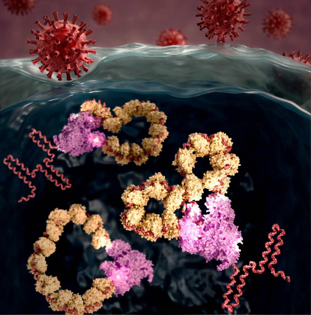 Scientific illustration- Virus replication system-RNA with RNPs and polymerase