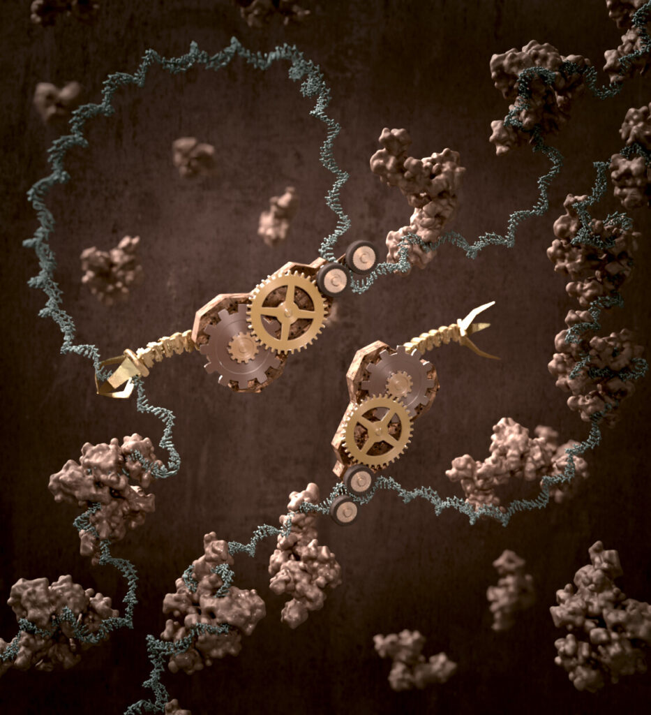 DNA helicase at work.